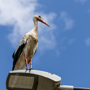 Ooievaar Drongelen 2026