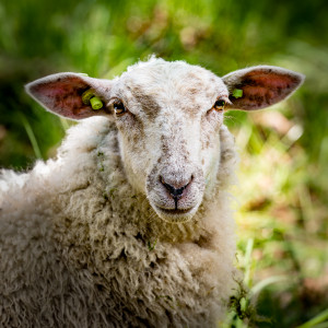 Schaap Drunense duinen