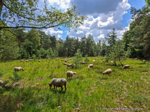 Schapen Drunense duinen met mobiel